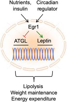 Egr1 plays a major role in the transcriptional response of white adipocytes to insulin and environmental cues